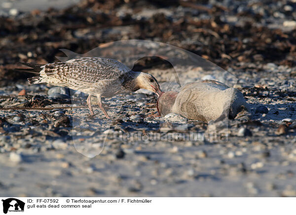 gull eats dead common seal / FF-07592