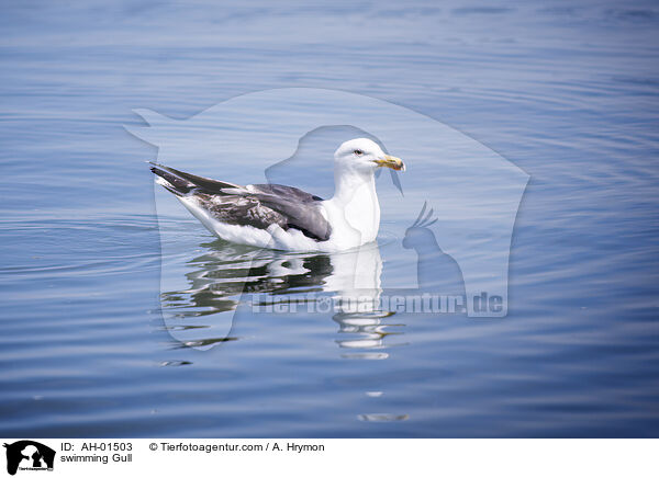 swimming Gull / AH-01503