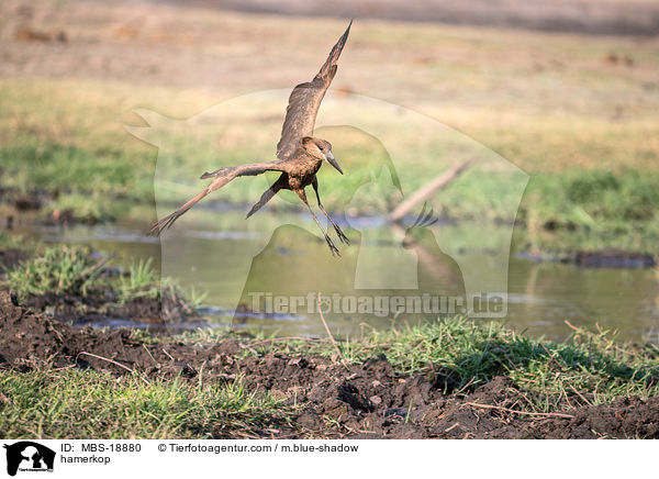 hamerkop / MBS-18880