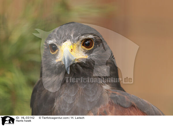 Wstenbussard / Harris hawk / HL-03142