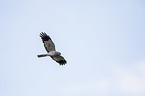 marsh hawk