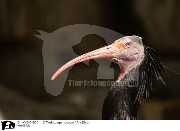 hermit ibis / AVD-01950