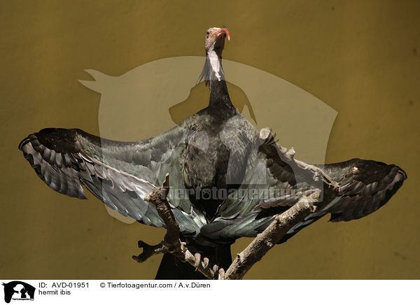 hermit ibis / AVD-01951
