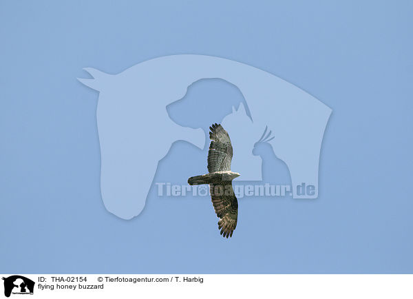 flying honey buzzard / THA-02154