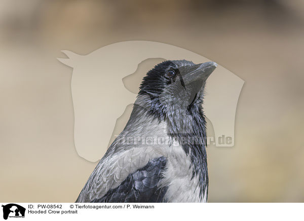 Hooded Crow portrait / PW-08542