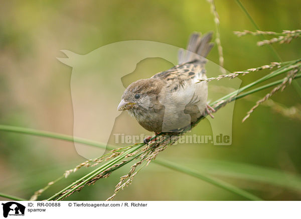 sparrow / RR-00688