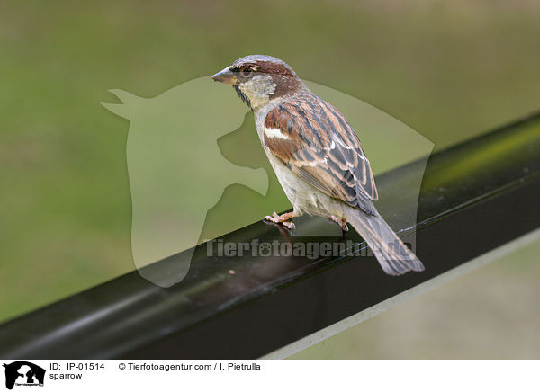 sparrow / IP-01514