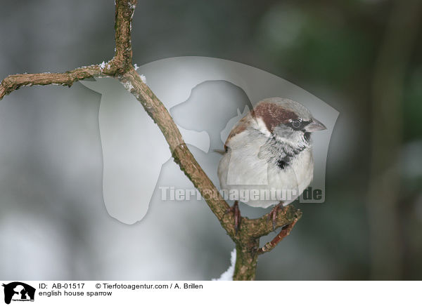 english house sparrow / AB-01517