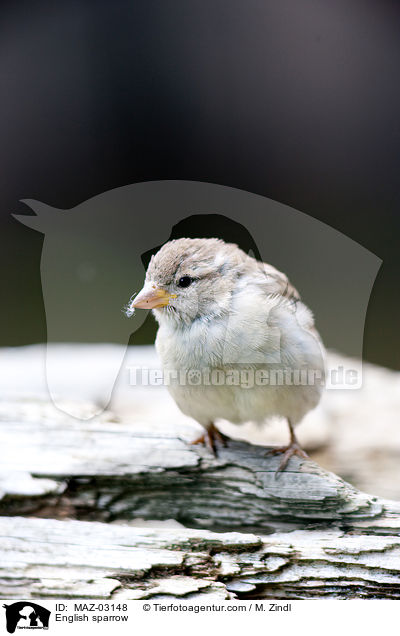 English sparrow / MAZ-03148