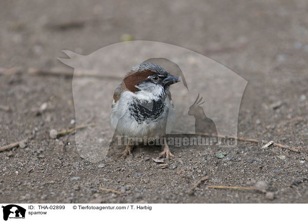 sparrow / THA-02899