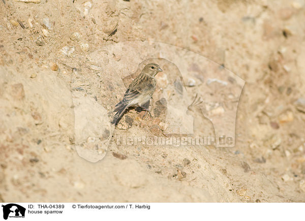 house sparrow / THA-04389