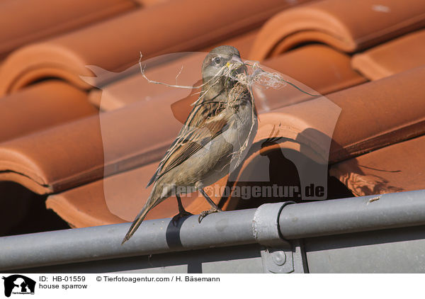 house sparrow / HB-01559