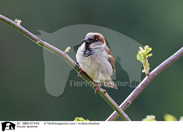 house sparrow / MBS-07449
