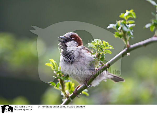 house sparrow / MBS-07451