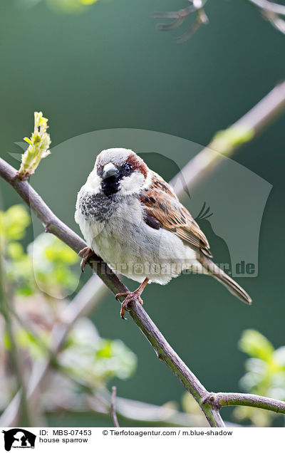 house sparrow / MBS-07453