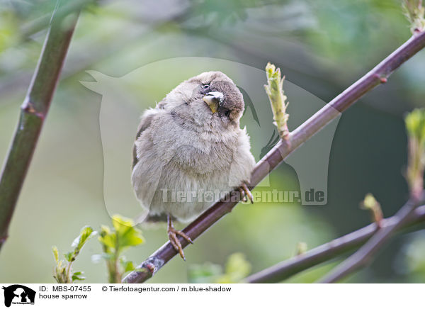 house sparrow / MBS-07455