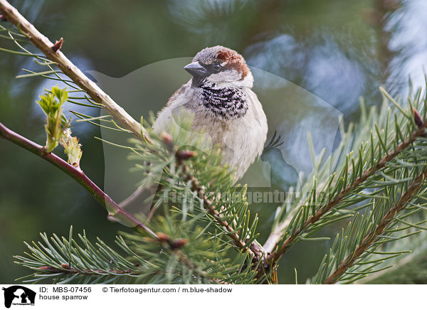house sparrow / MBS-07456