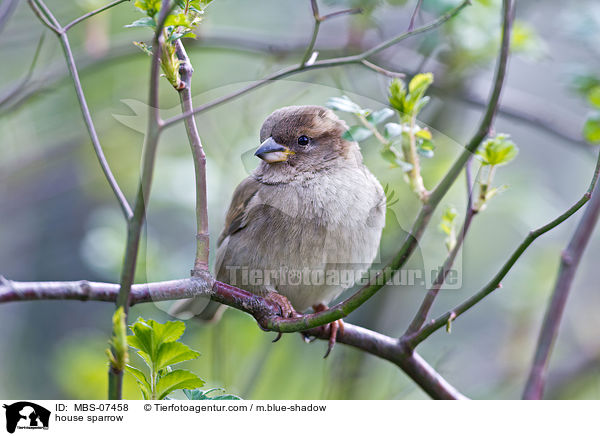 house sparrow / MBS-07458