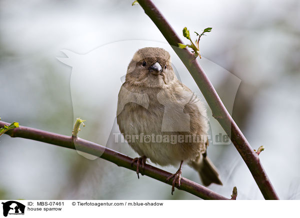 house sparrow / MBS-07461