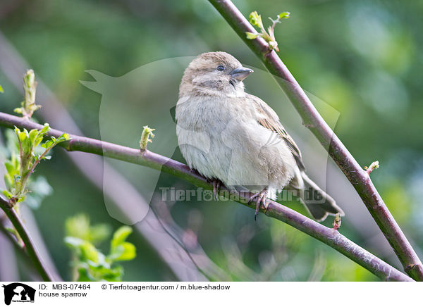 house sparrow / MBS-07464