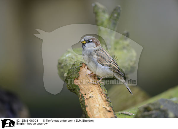 English house sparrow / DMS-08003