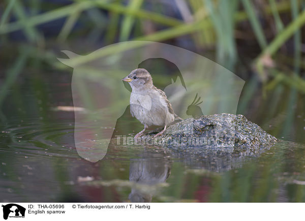 English sparrow / THA-05696