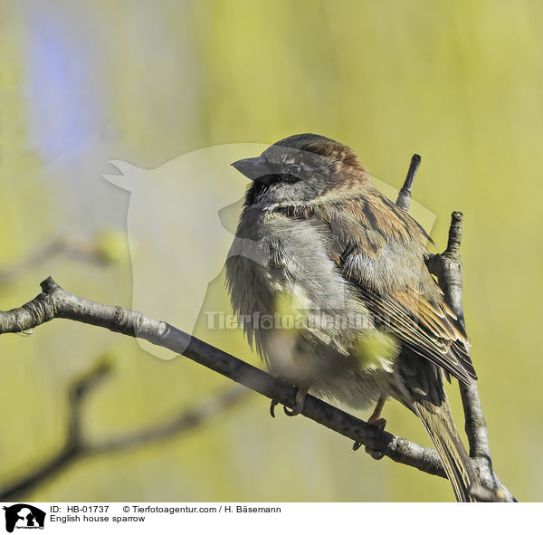 English house sparrow / HB-01737
