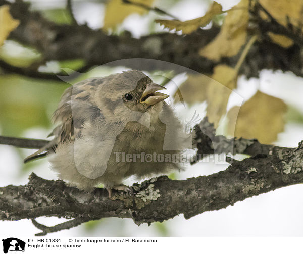 English house sparrow / HB-01834