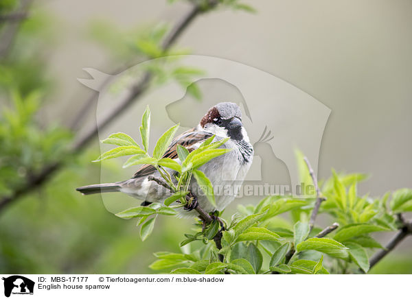 English house sparrow / MBS-17177