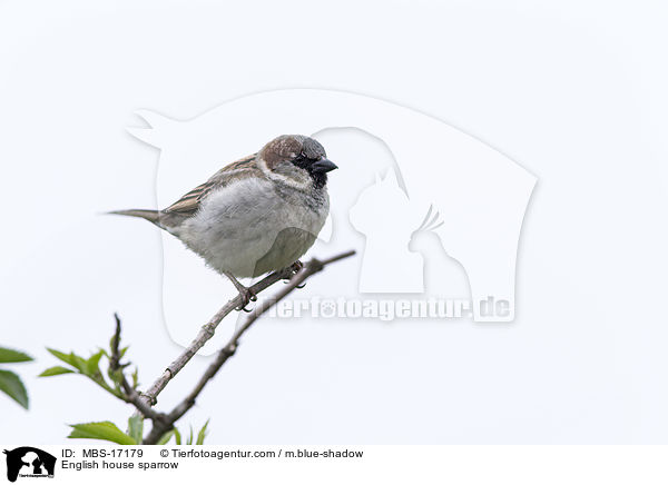 English house sparrow / MBS-17179