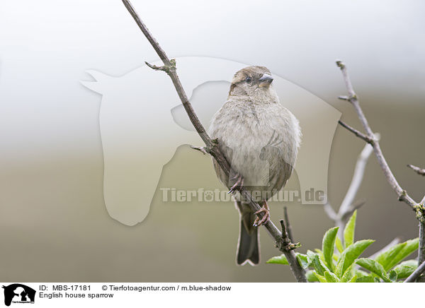 English house sparrow / MBS-17181