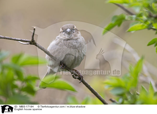 English house sparrow / MBS-17184