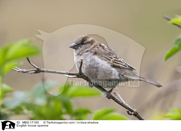 English house sparrow / MBS-17185