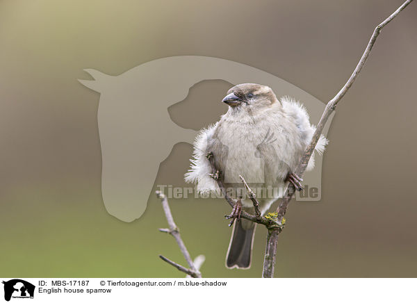 English house sparrow / MBS-17187