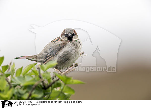 English house sparrow / MBS-17189