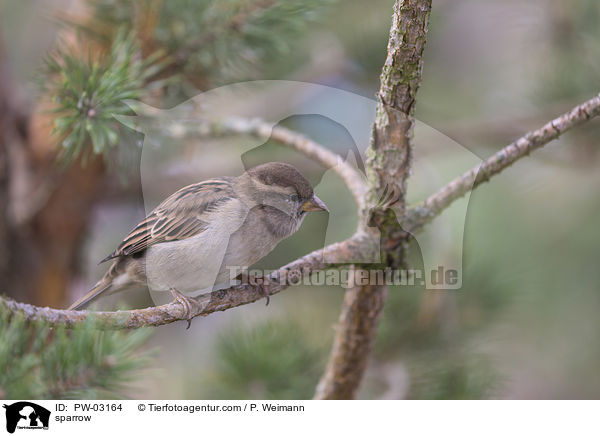 sparrow / PW-03164