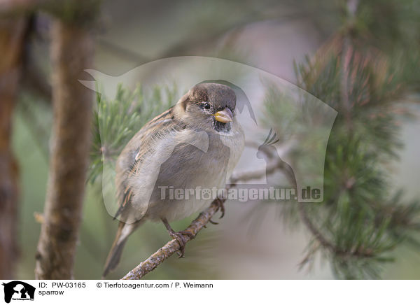 sparrow / PW-03165