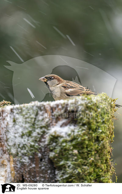 English house sparrow / WS-09280