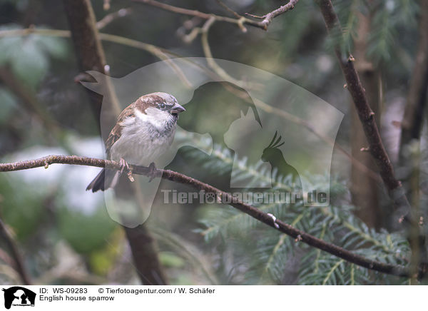 English house sparrow / WS-09283