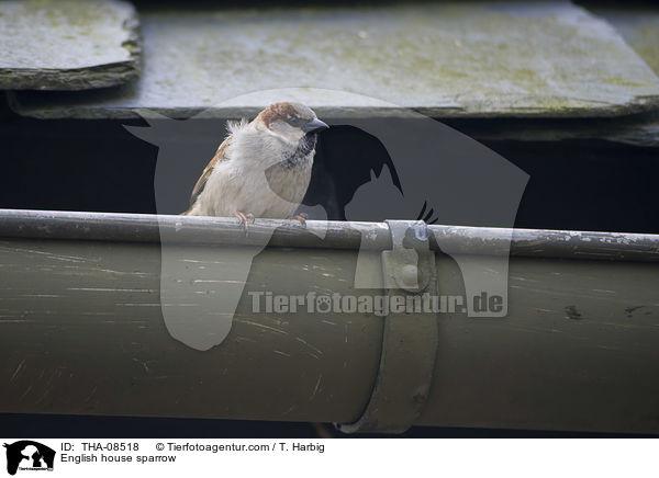 English house sparrow / THA-08518