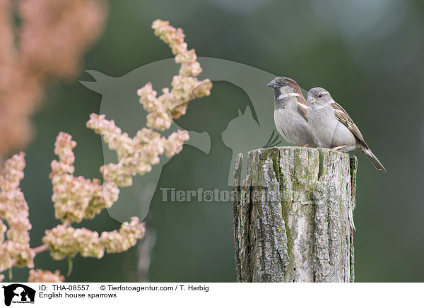 English house sparrows / THA-08557