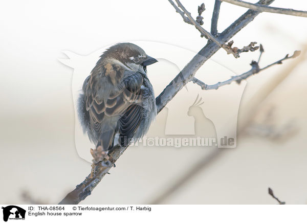 English house sparrow / THA-08564