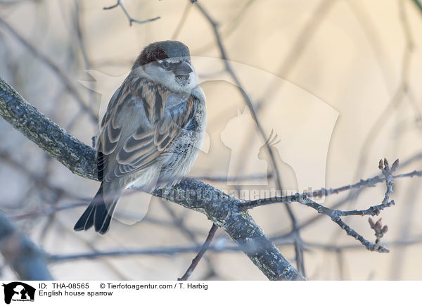 English house sparrow / THA-08565