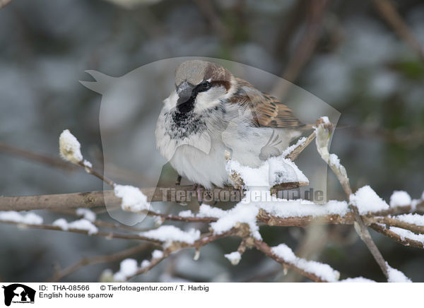 English house sparrow / THA-08566