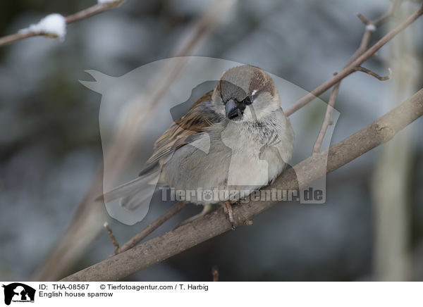 English house sparrow / THA-08567