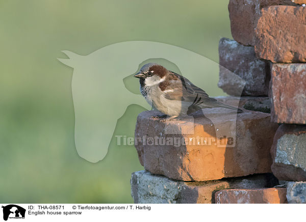 English house sparrow / THA-08571
