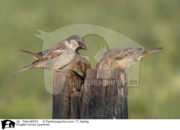 English house sparrows / THA-08572