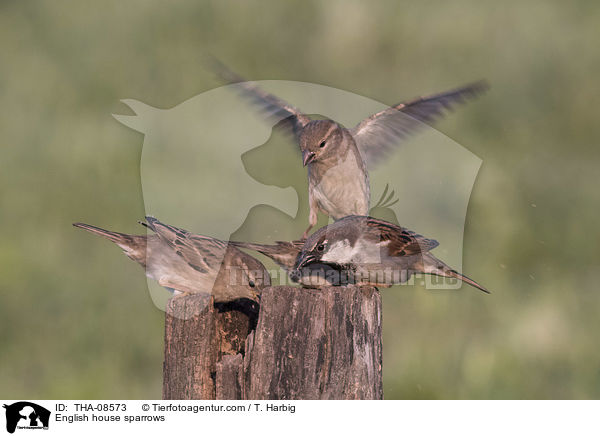 English house sparrows / THA-08573