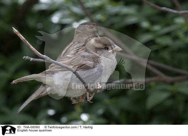 English house sparrows / THA-08580