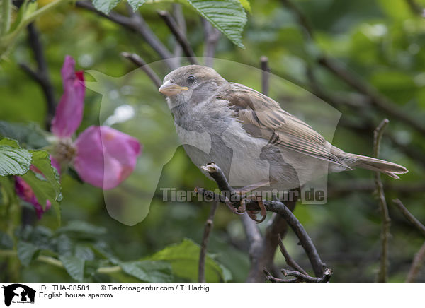 English house sparrow / THA-08581